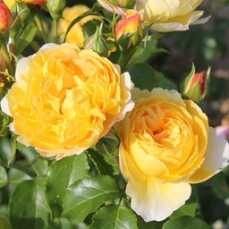 Розы Кордес желтая